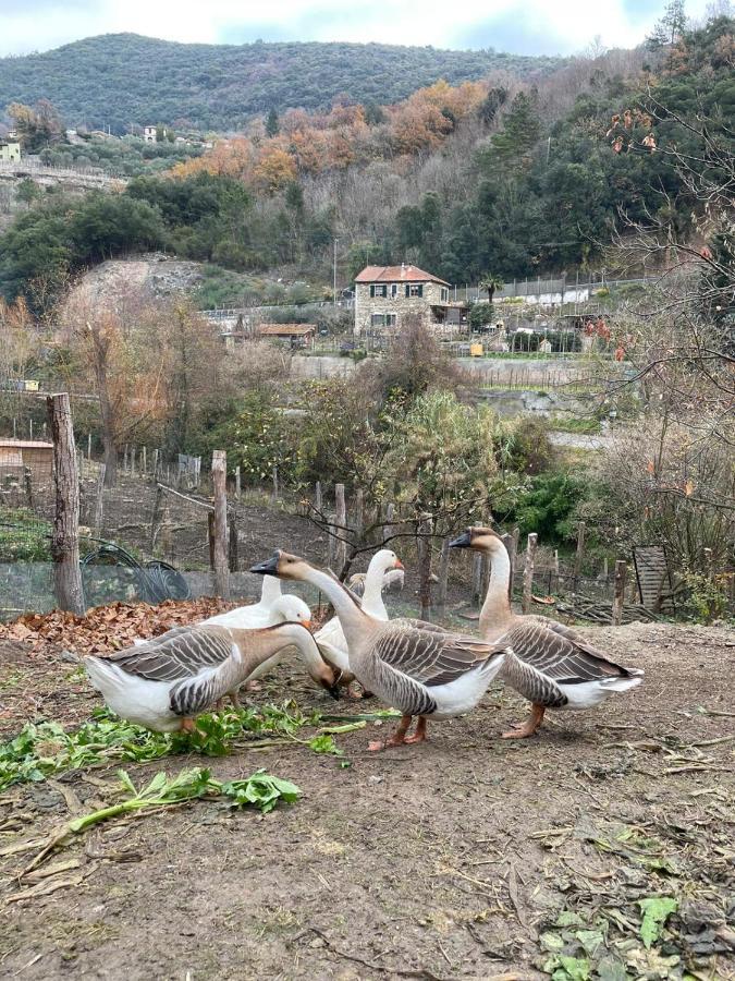 Agricamping Le Terrazze Hotel Orco Feglino Eksteriør billede