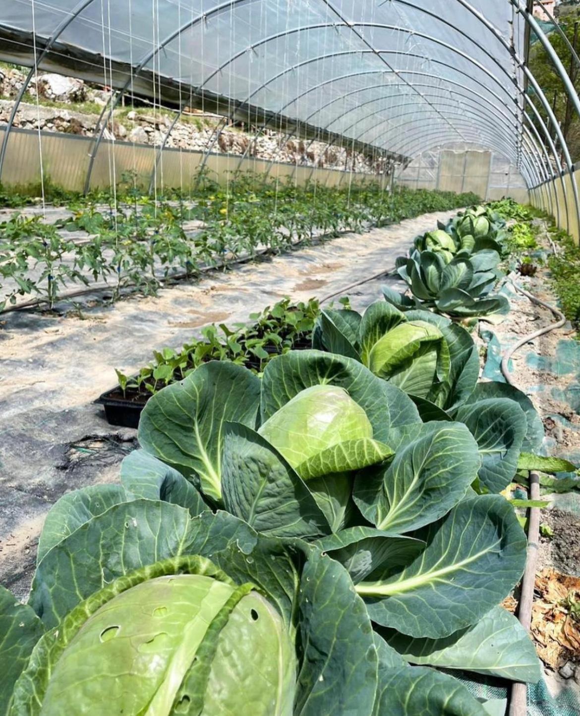 Agricamping Le Terrazze Hotel Orco Feglino Eksteriør billede